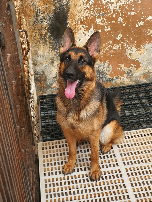 Jual Anjing Herder (German Shepherd)