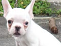 Jual French Bulldog Betina All White