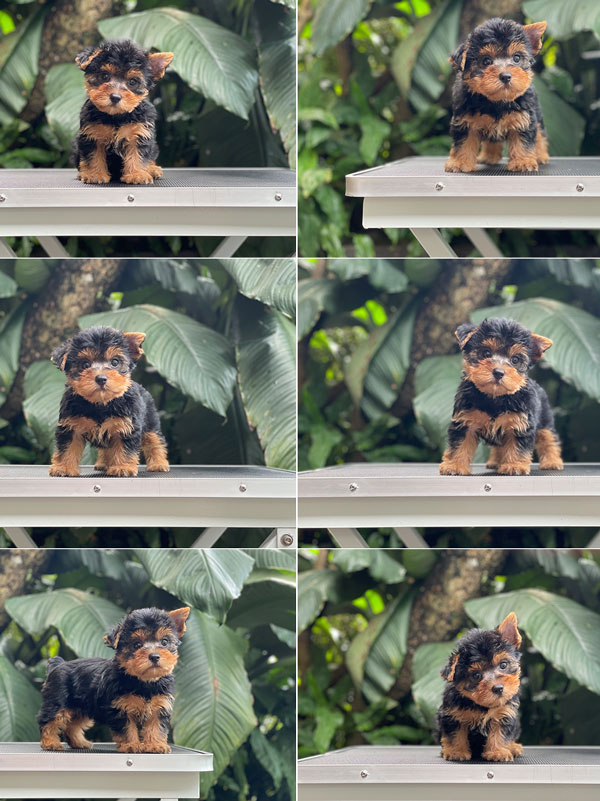 For Sale Puppy Female Mini Yorkshire Terrier