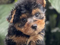 For Sale Puppy Female Mini Yorkshire Terrier
