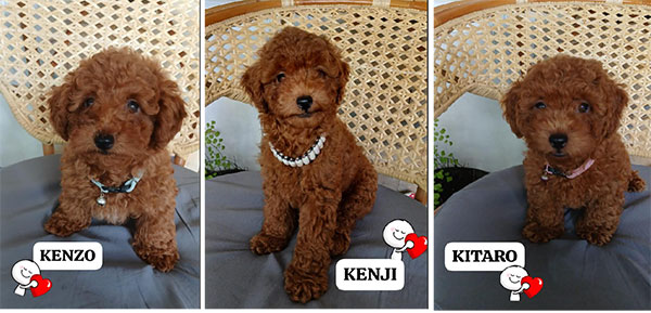 Dijual 3 Ekor Anakan Toy poodle Jantan