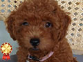 Dijual 3 Ekor Anakan Toy poodle Jantan