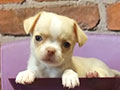Teacup Chihuahua Longhair