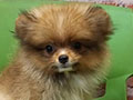 Jual Mini Pomeranian Puppy