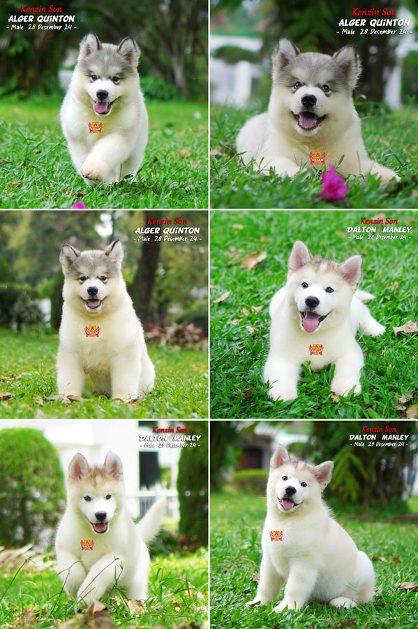 Jual 2 Alaskan Malamute Super High Quality