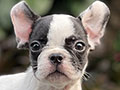 For Sale Puppy Male & Female French Bulldog
