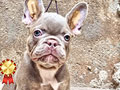 Jual Rare Color Shades Isabella French Bulldog