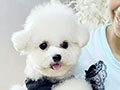Speciality of Mini Korean Line Pretty Dolly Face Bichon - Laluna