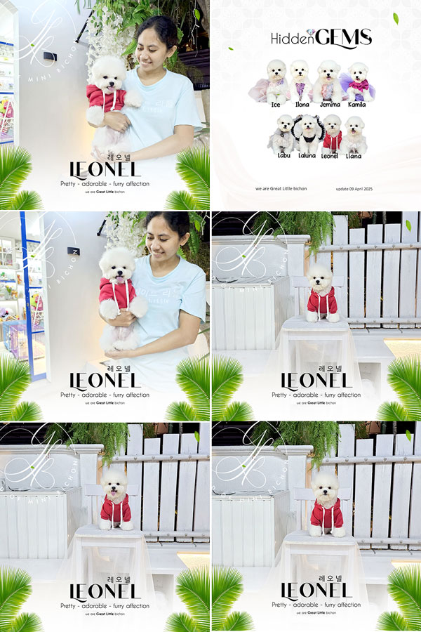 Speciality of Mini Korean Line Pretty Dolly Face Bichon - Leonel