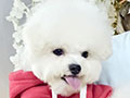 Speciality of Mini Korean Line Pretty Dolly Face Bichon - Leonel