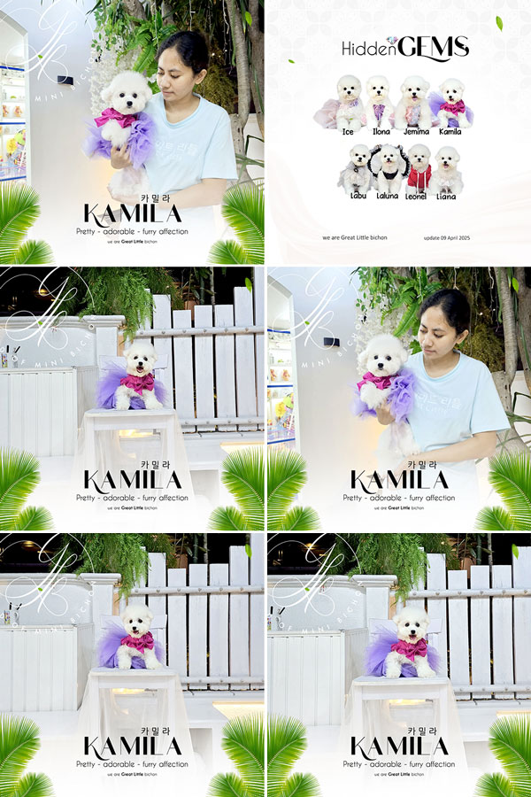 Speciality of Mini Korean Line Pretty Dolly Face Bichon - Kamila