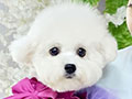 Speciality of Mini Korean Line Pretty Dolly Face Bichon - Kamila