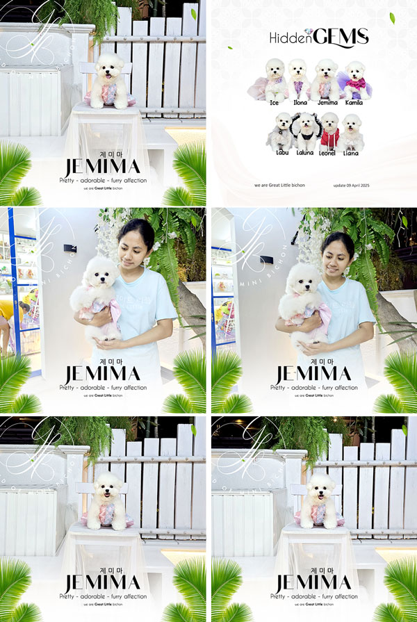 Speciality of Mini Korean Line Pretty Dolly Face Bichon - Jemima