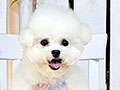 Speciality of Mini Korean Line Pretty Dolly Face Bichon - Jemima