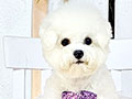 Speciality of Mini Korean Line Pretty Dolly Face Bichon Frise - Ilona
