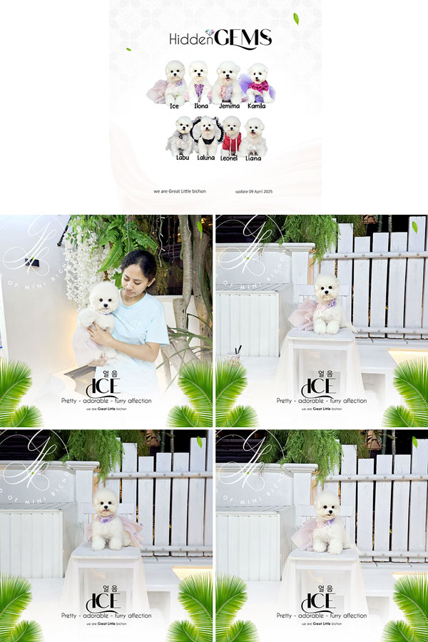 Speciality of Mini Korean Line Pretty Dolly Face Bichon Frise - Ice