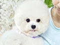 Speciality of Mini Korean Line Pretty Dolly Face Bichon Frise - Ice