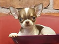 Jual Chihuahua Tea Cup