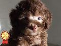 Jual 28 Ekor Puppy Poodle All Size Murah Berkualitas