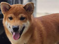Shiba Inu Male