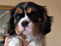 Cavalier King Charles Spaniel Good Quality