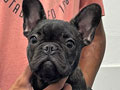 Jual French Bulldog Jantan Good Quality