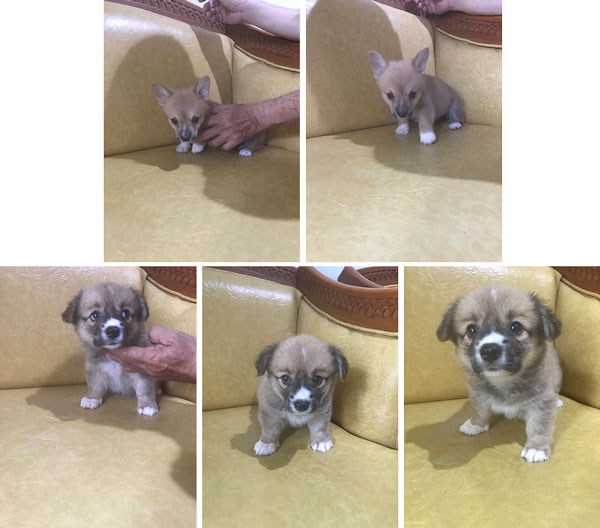 Jual Anakan Welsh Corgie Long Hair