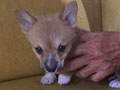Jual Anakan Welsh Corgie Long Hair