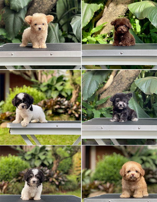 For Sale Puppy Teacup Toy Poodle