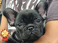 Puppy French Bulldog