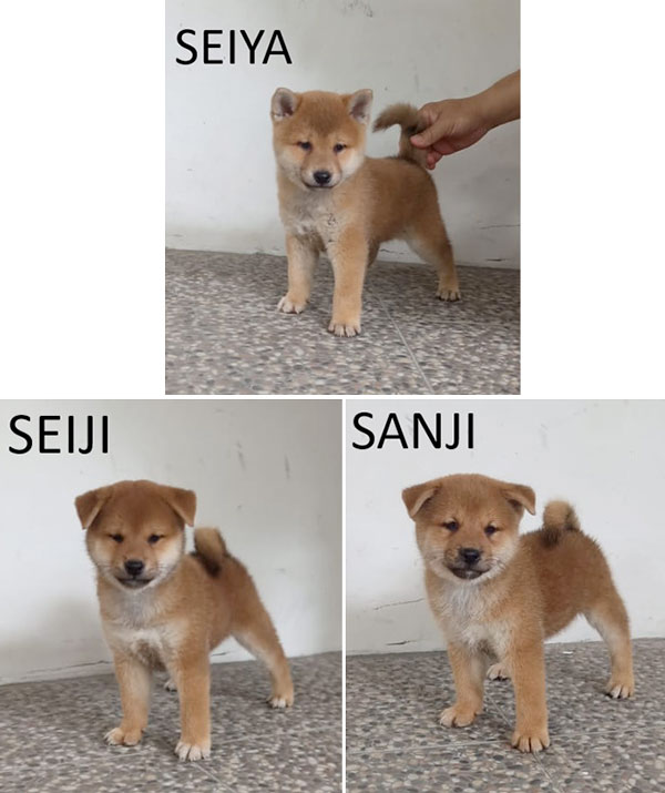 Shiba Inu Puppies