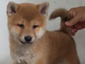 Shiba Inu Puppies
