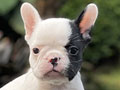 For Sale Puppy Male Female French Bulldog