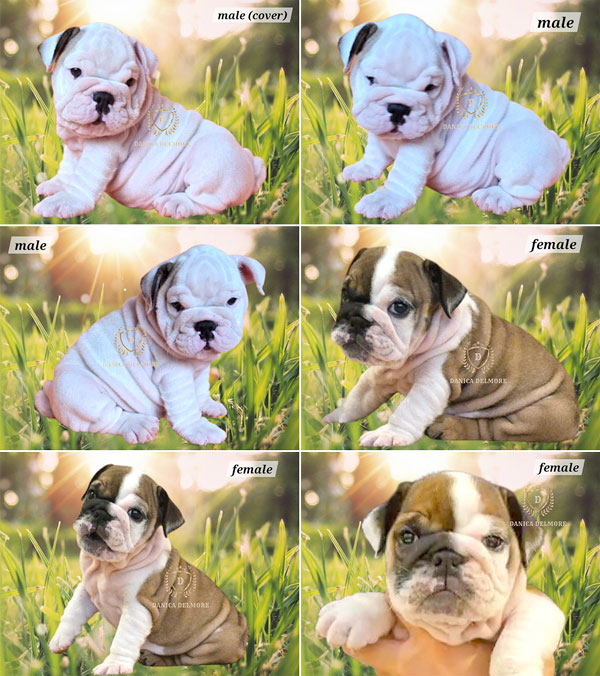 High Quality English Bulldog Puppies