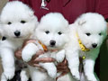 High Quality Samoyed Puppies
