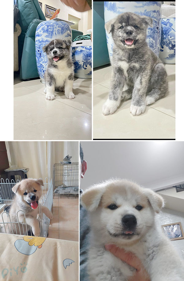 Premium Quality Japanese Akita Puppies