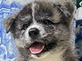 Premium Quality Japanese Akita Puppies
