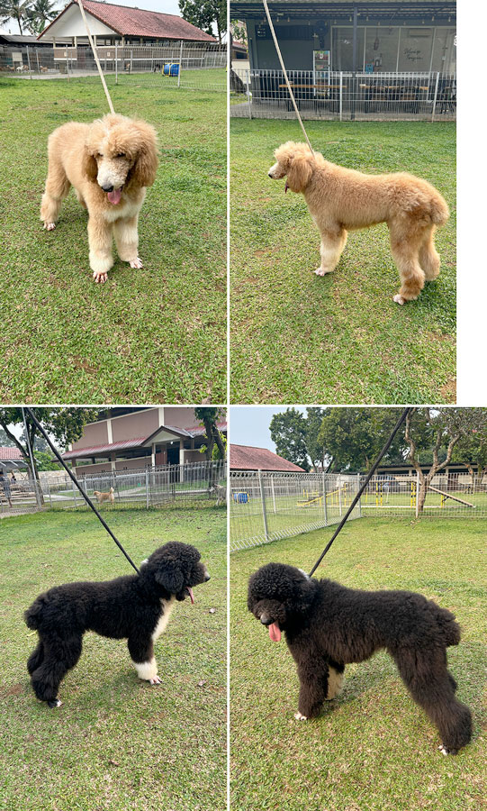 Dijual Poodle Giant Jantan