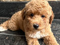 Jual Poodle