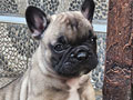 Dijual Anakan French Bulldog