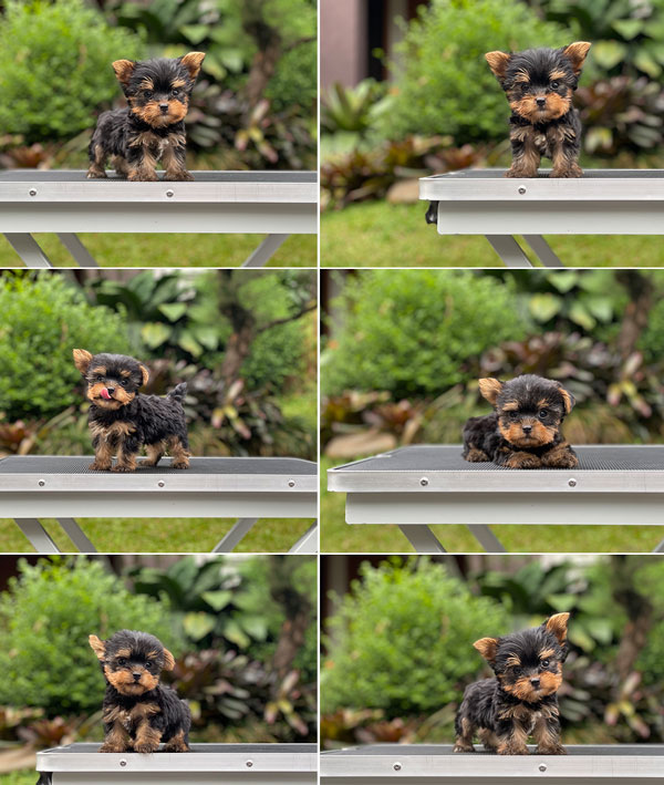 For Sale Puppy Teacup Male Yorkshire Terrier