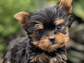 For Sale Puppy Teacup Male Yorkshire Terrier