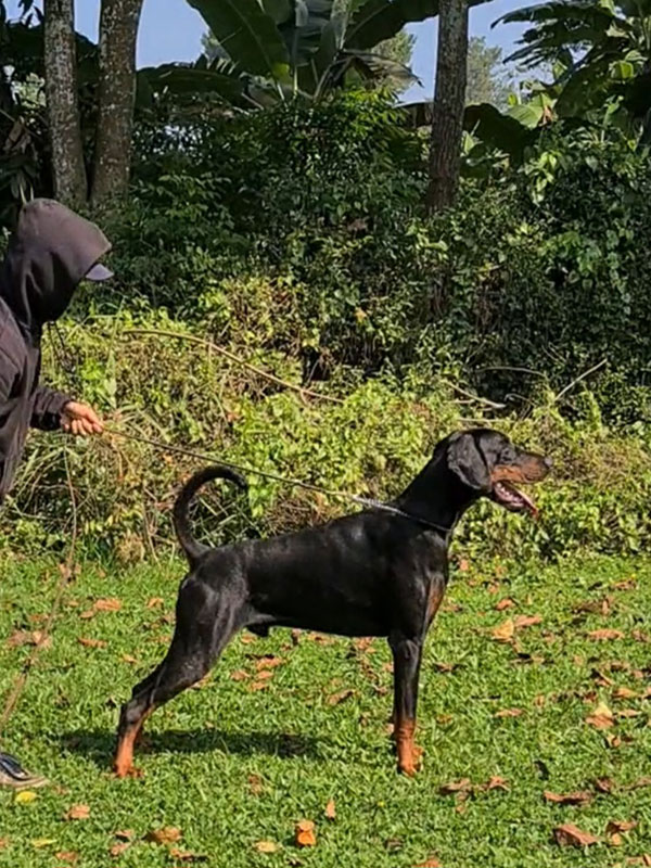 Dobermann Jantan Super Size