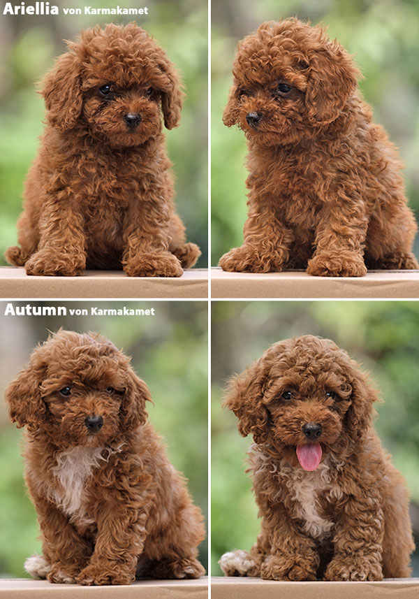 For Sale Red Toy Poodle Puppy