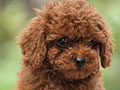 For Sale Red Toy Poodle Puppy