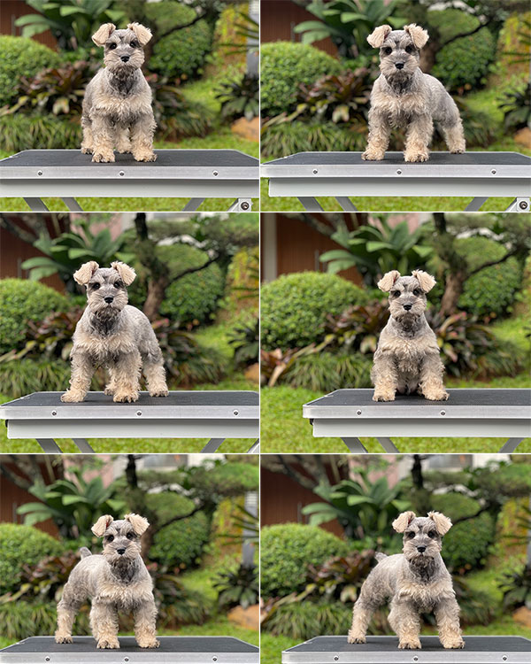 For Sale Puppy Female Miniature Schnauzer