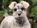For Sale Puppy Female Miniature Schnauzer