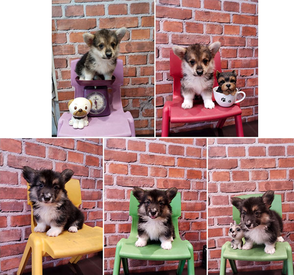 Mini Corgi Long & Short Hair