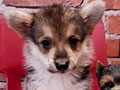 Mini Corgi Long & Short Hair