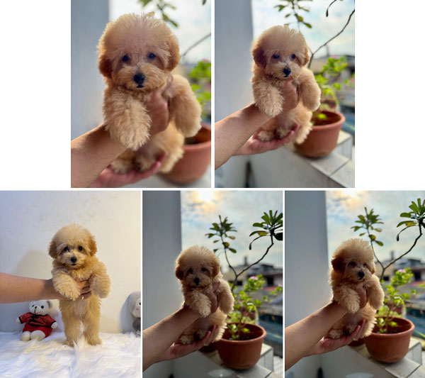 Tiny Apricot Poodle Female